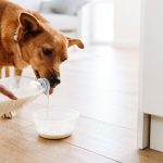 Pet Treats Market Trends 2025: Private Label Freeze-Dried Goat Milk for Pet Health