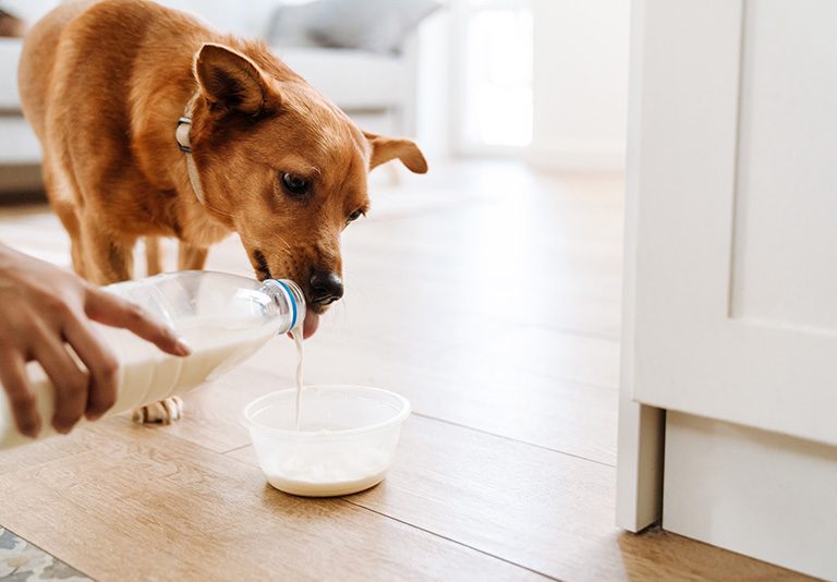 Pet Treats Market Trends 2025: Private Label Freeze-Dried Goat Milk for Pet Health